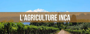 inca agriculture